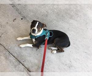 Mutt Dogs for adoption in Orange, CA, USA