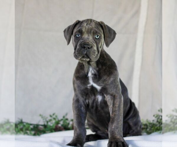 Medium Photo #3 Cane Corso Puppy For Sale in EAST EARL, PA, USA