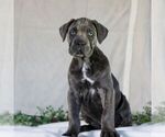 Small Photo #3 Cane Corso Puppy For Sale in EAST EARL, PA, USA