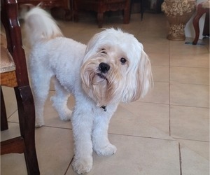 Father of the Lhasa Apso puppies born on 05/13/2025