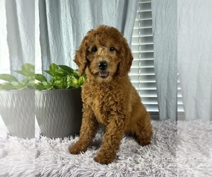 Goldendoodle (Miniature) Puppy for sale in GREENWOOD, IN, USA