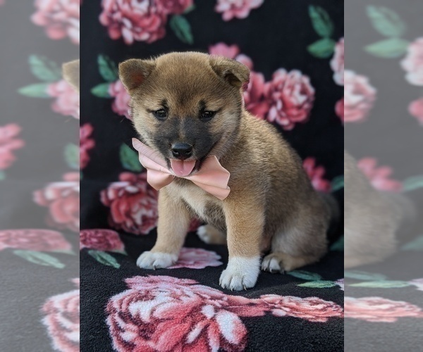 Medium Photo #4 Shiba Inu Puppy For Sale in ATGLEN, PA, USA