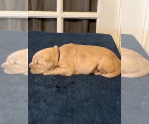 Golden Retriever Puppy for sale in FRESNO, CA, USA