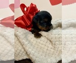 Puppy Puppy 1 Yorkshire Terrier