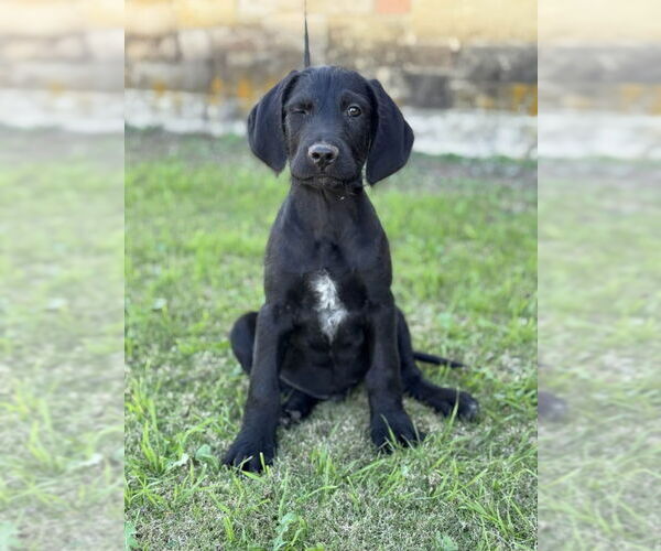 Medium Photo #1 Labradoodle Puppy For Sale in PIPE CREEK, TX, USA