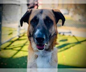Anatolian Shepherd-Unknown Mix Dogs for adoption in Orlando, FL, USA