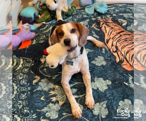 Ernesto - Male Beagle-Unknown Mix Dog for Adoption - Photo #3