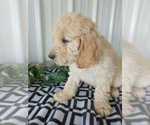 Small Photo #2 Goldendoodle Puppy For Sale in CANON CITY, CO, USA