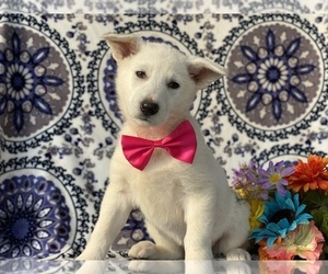 German Shepherd Dog Puppy for sale in LANCASTER, PA, USA