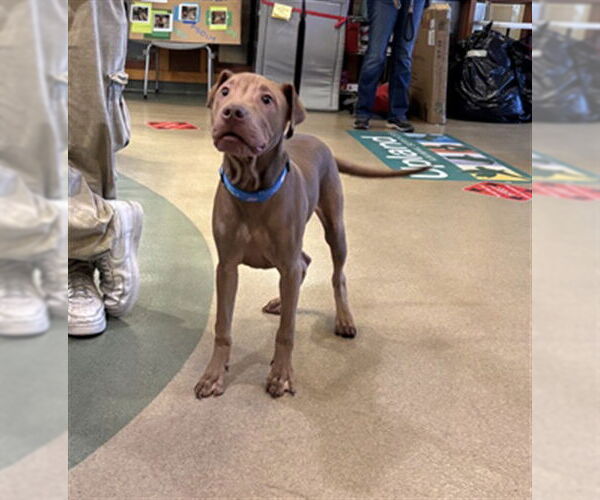 Medium Photo #1 American Pit Bull Terrier-Unknown Mix Puppy For Sale in Upland, CA, USA