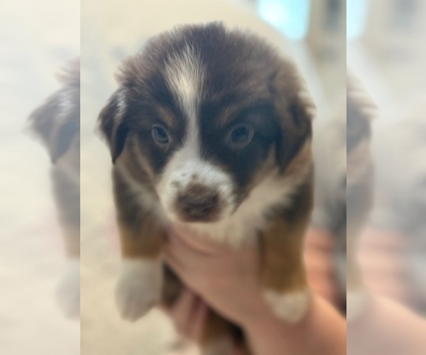 Medium Photo #3 Australian Shepherd Puppy For Sale in WEBSTER, FL, USA