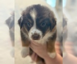 Small #2 Australian Shepherd