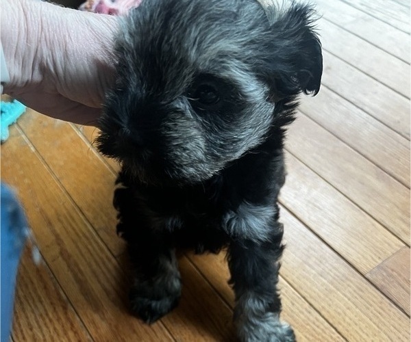Medium Photo #2 Schnauzer (Miniature) Puppy For Sale in OMAHA, NE, USA