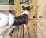Small #1 Akita