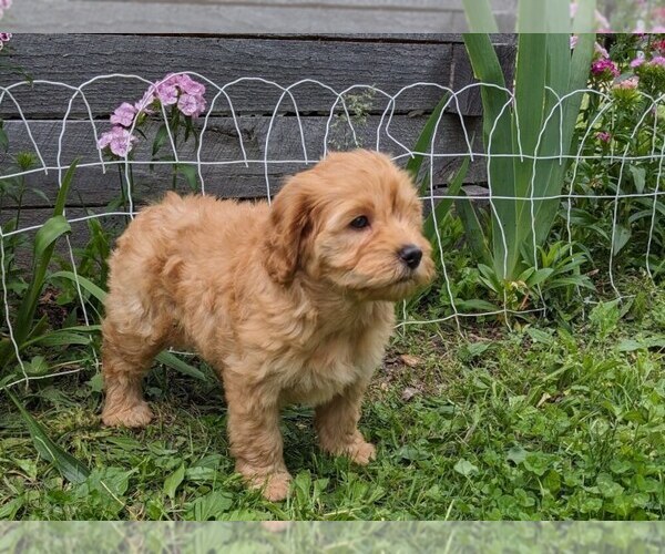Medium Photo #8 Cockapoo-Poodle (Miniature) Mix Puppy For Sale in SALEM, MO, USA