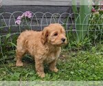 Small #6 Cockapoo-Poodle (Miniature) Mix