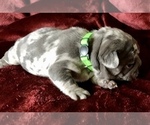 Small Photo #7 French Bulldog Puppy For Sale in BUCKS BAR, CA, USA