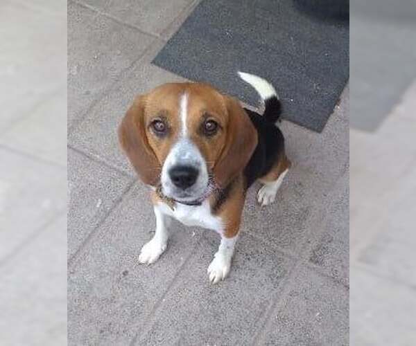 Medium Photo #7 Beagle Puppy For Sale in Tucson, AZ, USA