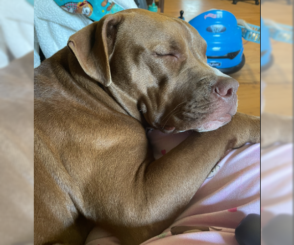 Medium Photo #2 Mutt Puppy For Sale in Decatur, GA, USA