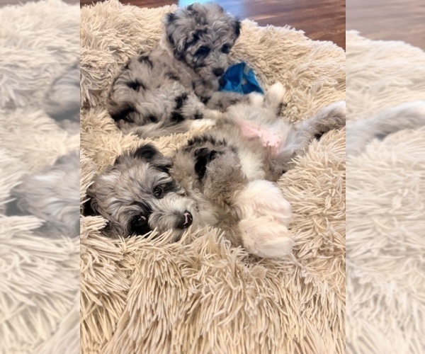 Medium Photo #4 Aussiedoodle-Goldendoodle Mix Puppy For Sale in GRANDVIEW, TX, USA