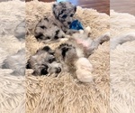 Small #3 Aussiedoodle-Goldendoodle Mix