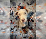 Small #3 American Pit Bull Terrier