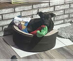 Small #4 Labrador Retriever Mix