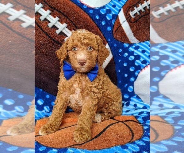 Medium Photo #6 Goldendoodle Puppy For Sale in NOTTINGHAM, PA, USA