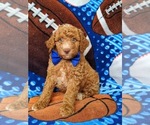 Small Photo #6 Goldendoodle Puppy For Sale in NOTTINGHAM, PA, USA