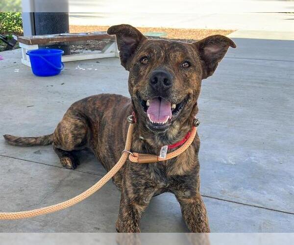 Medium Photo #2 Mutt Puppy For Sale in Orange, CA, USA