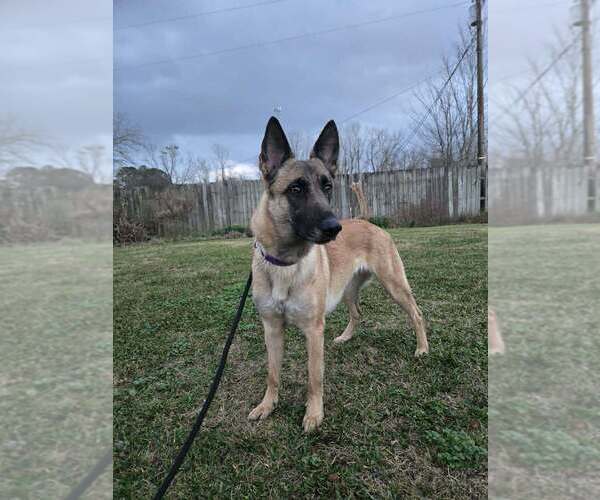 Medium Photo #5 Mutt Puppy For Sale in Abbeville, LA, USA