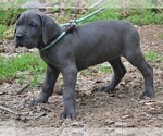 Small #8 Great Dane