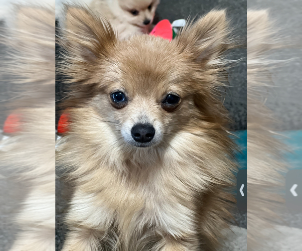 Medium Photo #1 Pomeranian Puppy For Sale in MIDLAND, MI, USA
