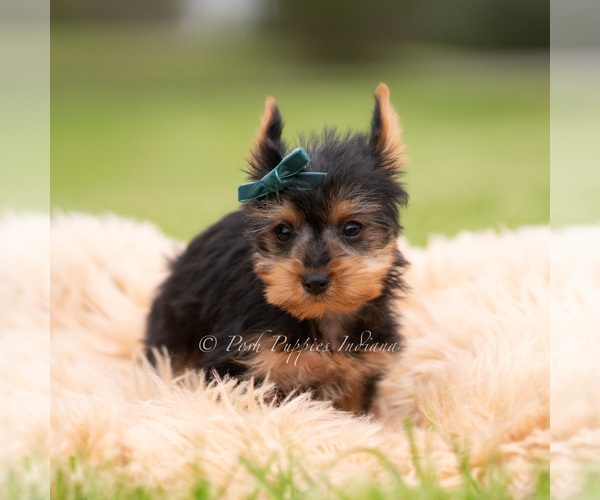 Medium Photo #20 Yorkshire Terrier Puppy For Sale in WARSAW, IN, USA