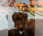 Small Photo #8 Poodle (Toy)-Shorkie Tzu Mix Puppy For Sale in LAKE GEORGE, NY, USA
