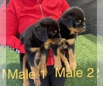 Small Photo #3 Rottweiler Puppy For Sale in MIRA LOMA, CA, USA