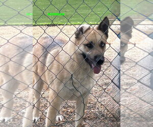 NORMAN - Male Siberian Husky-Unknown Mix Dog for Adoption - Photo #6