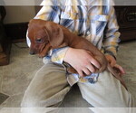 Small Photo #4 Dachshund Puppy For Sale in OWEN, WI, USA