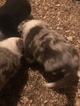 Small Photo #8 Border Collie Puppy For Sale in JEFFERSON, OH, USA