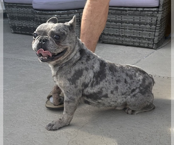 Medium Photo #1 French Bulldog Puppy For Sale in LEHIGH ACRES, FL, USA