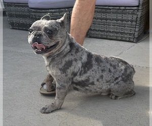 Father of the French Bulldog puppies born on 02/12/2026