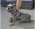 Small Photo #1 French Bulldog Puppy For Sale in LEHIGH ACRES, FL, USA