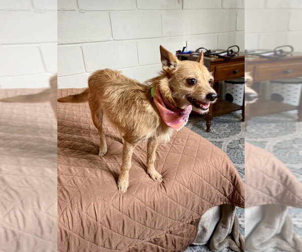 Medium Photo #2 Mutt Puppy For Sale in San Leon, TX, USA