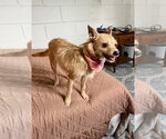 Small #1 Mutt