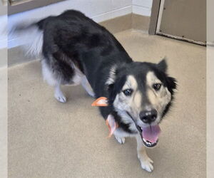 German Shepherd Dog Dogs for adoption in Decatur, IL, USA