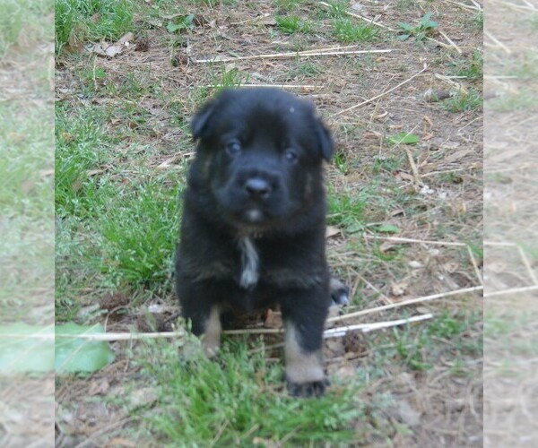Medium Photo #2 German Shepherd Dog Puppy For Sale in POWDER SPRINGS, GA, USA