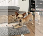 Small #2 Chihuahua Mix