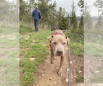 Small #3 American Pit Bull Terrier-Labrador Retriever Mix
