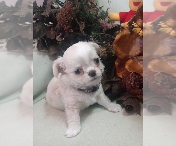 Medium Photo #2 Chihuahua Puppy For Sale in NEWVILLE, PA, USA