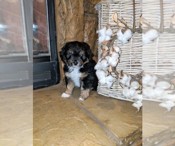 Medium Photo #3 Aussiedoodle Miniature  Puppy For Sale in MIDLAND CITY, AL, USA